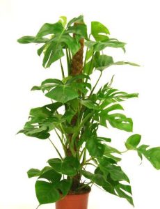 24864-philodendron-pertusum