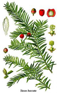290px-cleaned-illustration_taxus_baccata