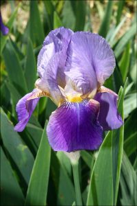 iris