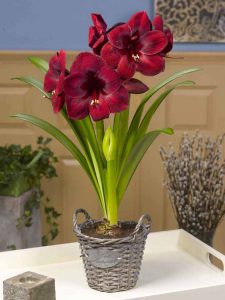 amaryllis_carmen_r00310691020_0