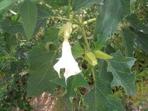 datura13