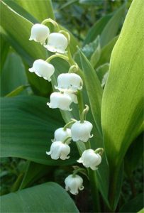 dossiers_fetes-muguet1