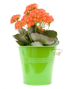 bright orange flowering kalanchoe plant in ornamental green bucket; isolated on white