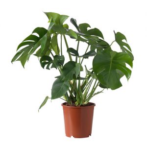 monstera-plante-en-pot__0364397_pe547591_s4