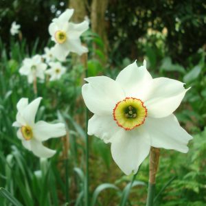 narcisse-botanique-poeticus-recurvus