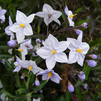 solanum_jasminoides_bleu