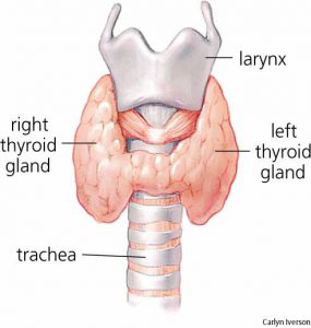 thyroide