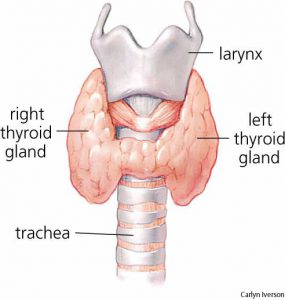 thyroide