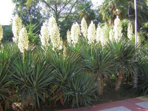 yucca